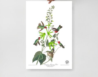Hand Grenade Honeysuckle Poster