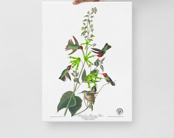 Hand Grenade Honeysuckle digital print on canvas