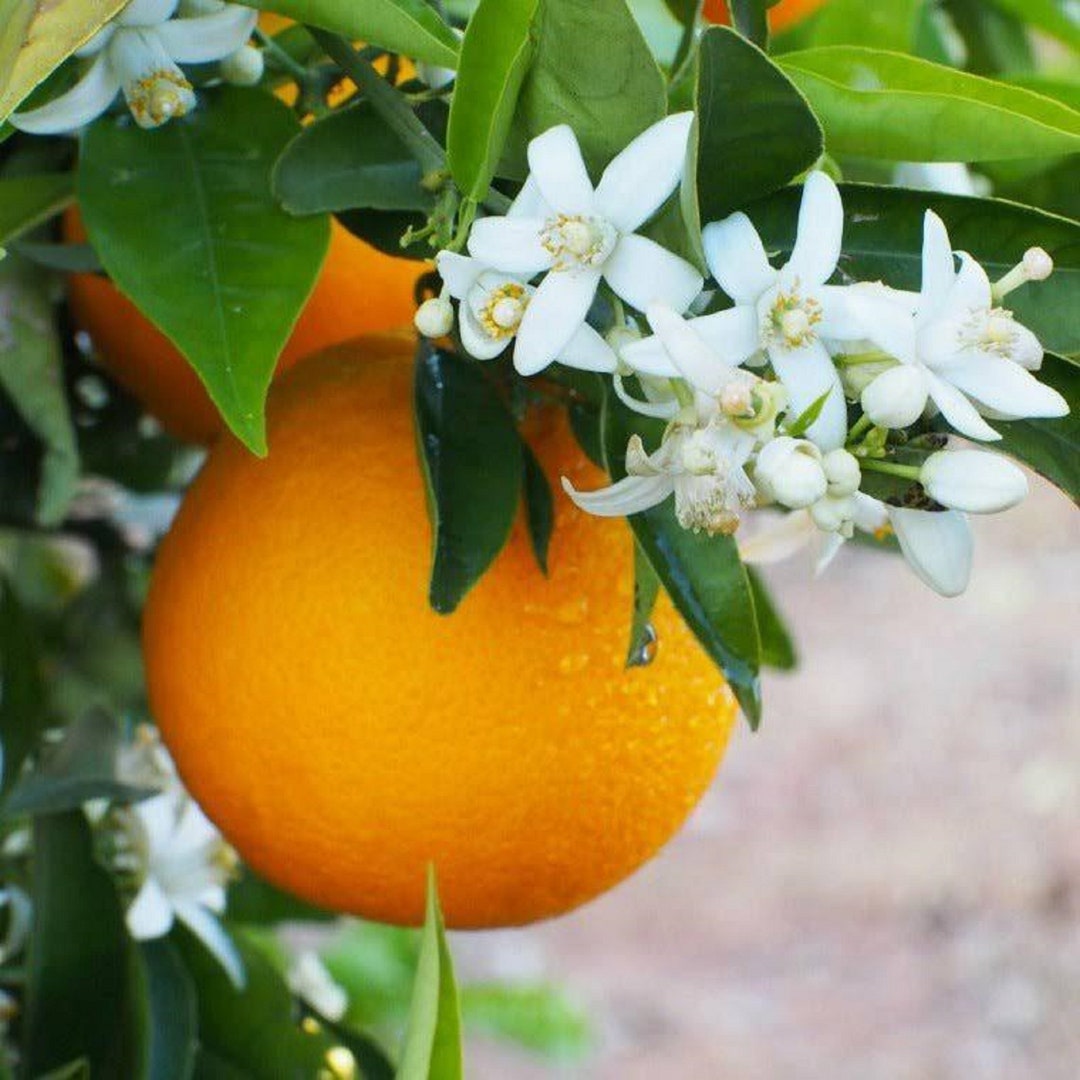 Orange Blossom Absolute, Tunisia, Orange Flower Absolute Etsy