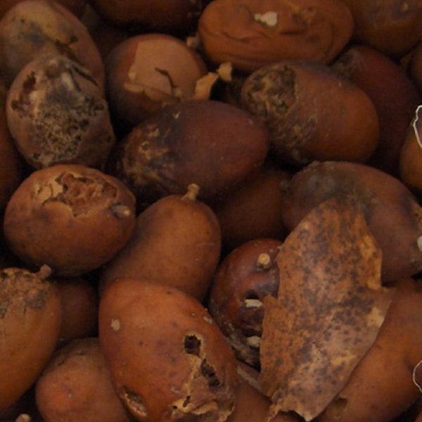 Tonka Bean - Etsy
