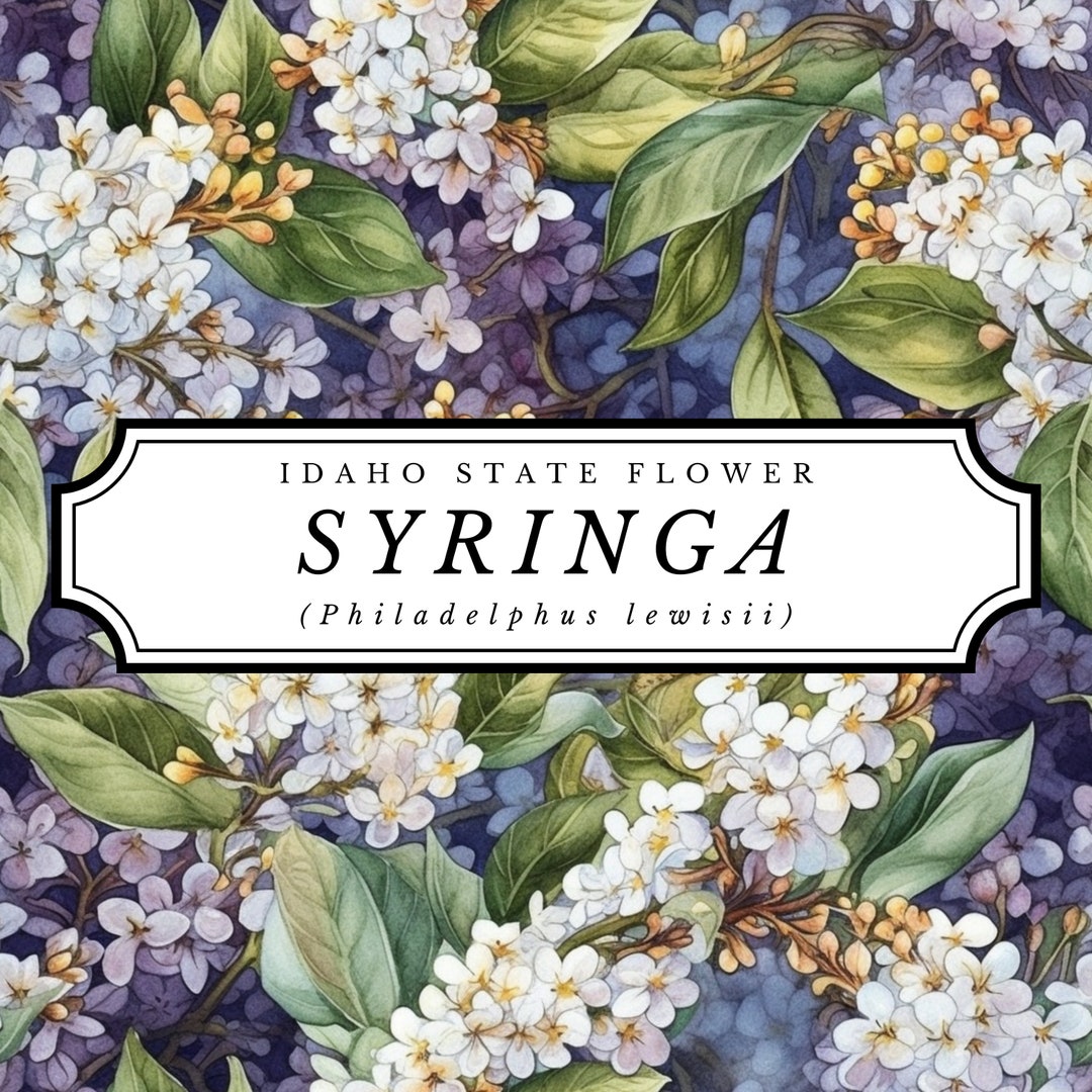 State Flower Digital Paper, Idaho Syringa SEAMLESS Botanical Pattern ...