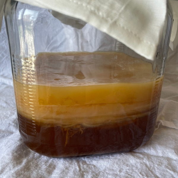 Bio-Kombucha SCOBY