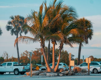 Palm tree photo digital download, palm tree print, palm tree wall art, wall decor