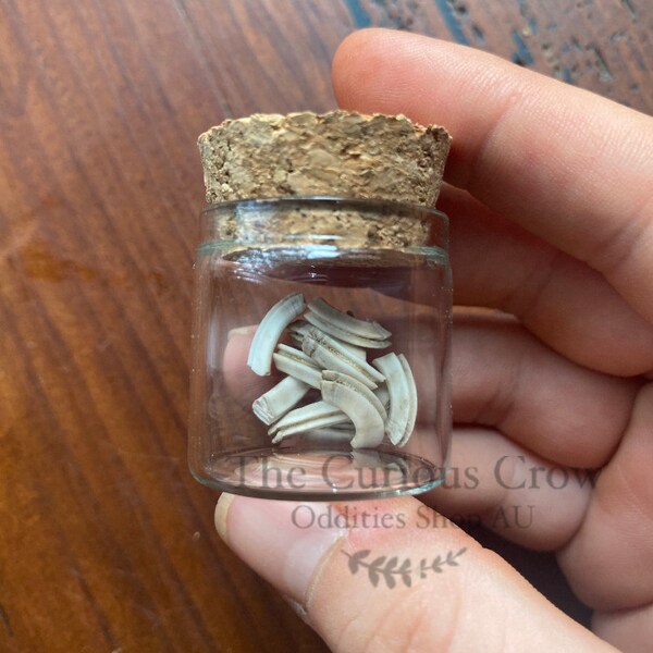 Guinea pig teeth oddity jar, bones for crafts, curiosity bottles , taxidermy, small pig teeth, potion spell tools, vultureculture