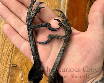 Preserved Crow feet, raven talons for crafts, curiosities and oddities, taxidermy bird feet