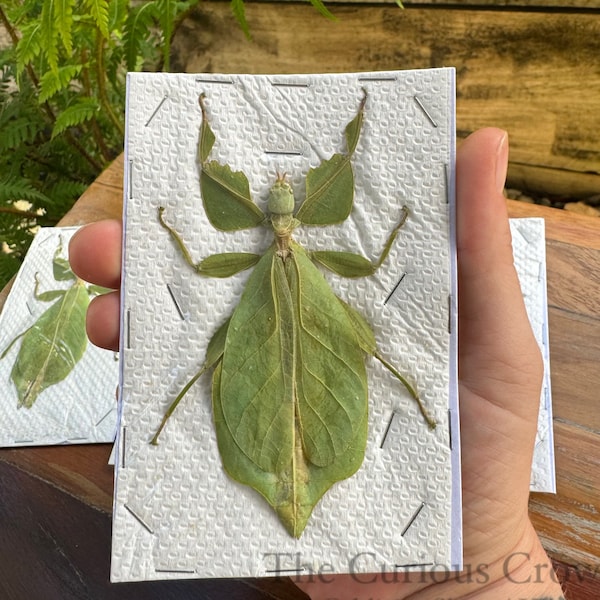 Large leaf insects, preserved unmounted bugs, entomology study, insects to frame and pin