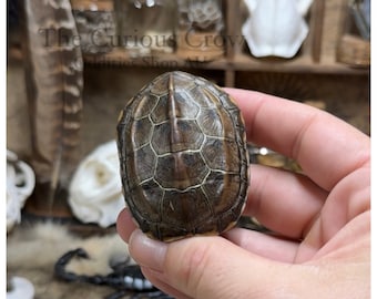 Turtle shell specimen, curiosity, taxidermy, oddities, natural unique gift, home decor, art craft supplies, vulture culture, curio cabinet