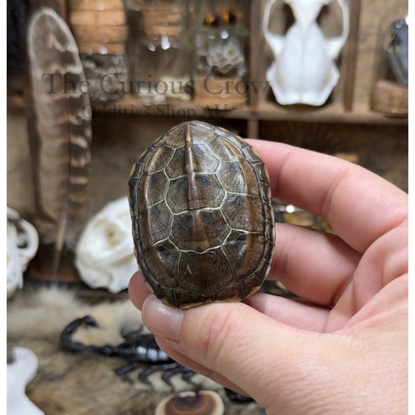 Spécimen de carapace de tortue, curiosité, taxidermie, bizarreries, cadeau unique naturel, décoration intérieure, fournitures d'artisanat d'art, culture de vautour, cabinet de curiosité