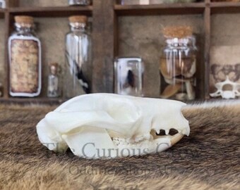 Real brush tail possum skull, curiosities for display cabinet, oddities collectors, taxidermy, vulture culture, real genuine bone