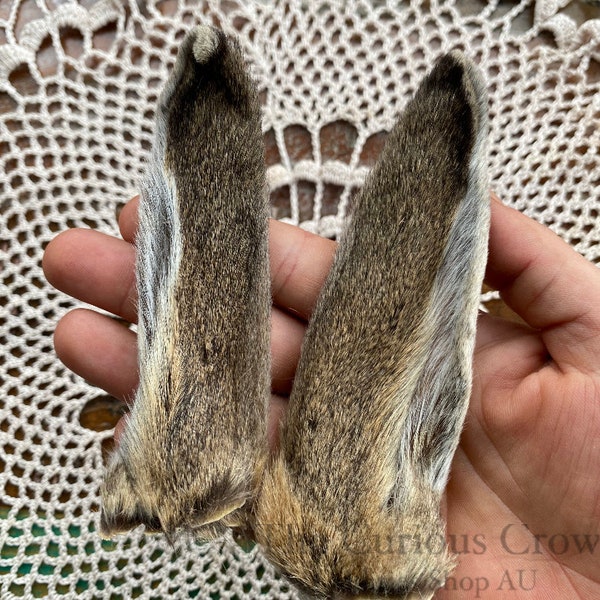 Real preserved rabbit ears for arts and crafts, curiosities cabinet, oddities displays, taxidermy bunny ears, vulture culture,