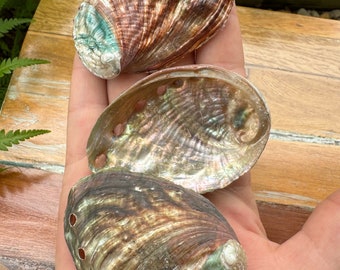 Abalone shells for crafts and display, seashells for art and craft, shells for decorations, curiosities and oddities