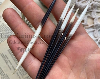 8-10cm african porcupine quills, curiosities and oddities, Jewellery craft supply, needles for quillwork, taxidermy, curio cabinet