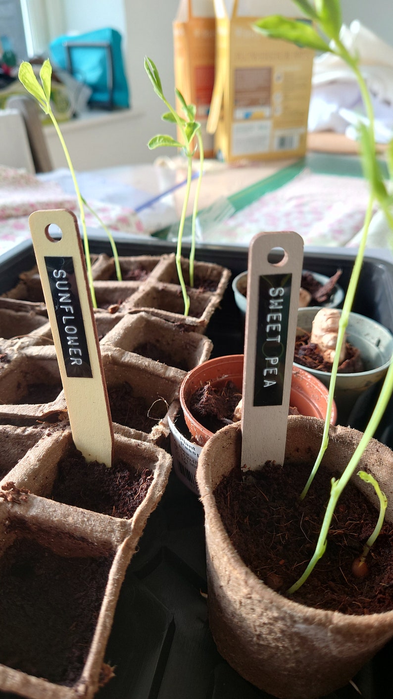 Wooden Plant Labels Colourful Seedling Tags Markers Etsy