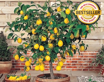Outdoor & Gardening - Etsy UK