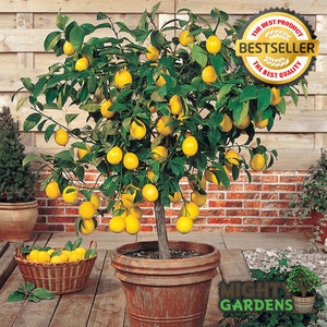 May include: A potted lemon tree with green leaves and many yellow lemons. The tree is in a brown terracotta pot and is sitting on a wooden deck. The background is a brick wall and a wooden fence.
