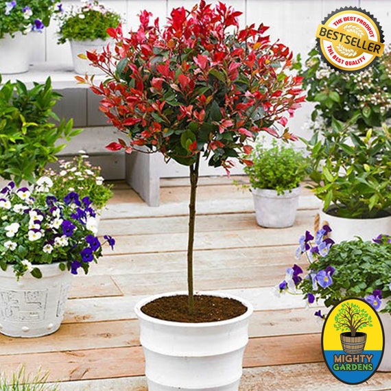 Hardy Evergreen Standard Photinia Red Robin 80-100cm 2-3ft Home Outdoor and  Gardening in Pot - Etsy UK