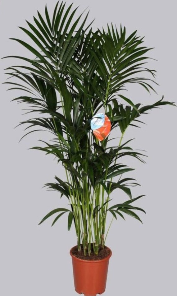 Howea Forsteriana Tropical Kentia Palm Tree Indoor Plant 120cm Tall in Pot  - Etsy Israel