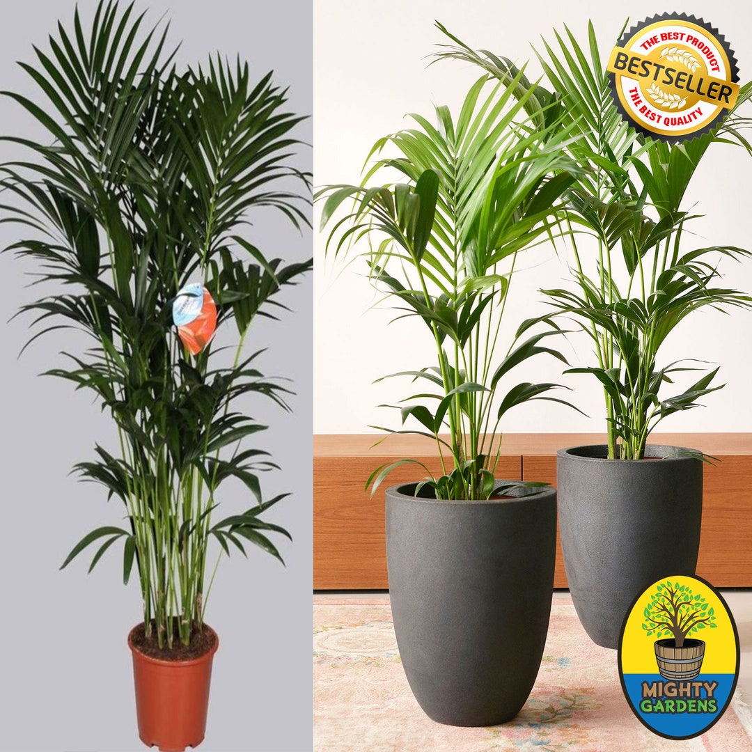 Howea Forsteriana Tropical Kentia Palm Tree Indoor Plant 120cm Tall in ...