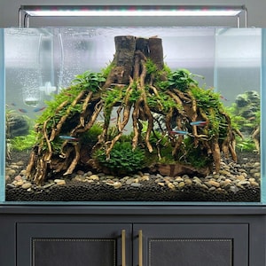 Puede incluir: Un acuario rectangular de cristal lleno de agua, con un gran trozo de madera flotante con raíces expuestas cubiertas de musgo verde y plantas acuáticas. Pequeños peces tetra neón nadan alrededor de la madera sobre un lecho de grava oscura.