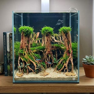 weinstock bonsai Weinrebe rot 