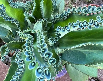 Mother of Thousands Kalanchoe Daigremontiana Starter Plantlet Babies ~ LIVE Mother of Thousands/ Mother of Millions/ Mexican Hat..
