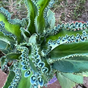 Mother of Thousands Kalanchoe Daigremontiana Starter Plantlet Babies LIVE Mother of Thousands/ Mother of Millions/ Mexican Hat image 1