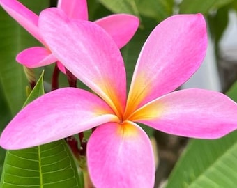 May include: Close-up of a vibrant pink plumeria flower with yellow and orange center, surrounded by lush green leaves. The flower has five petals and is in full bloom, showcasing its delicate texture and color contrast. The image captures the beauty of tropical flora.