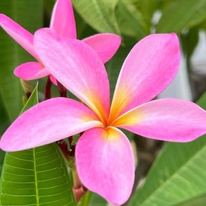 Pink Live Plumeria Cuttings ~ Live Plant Plumeria Cutting pink 12"-17" Cutting.