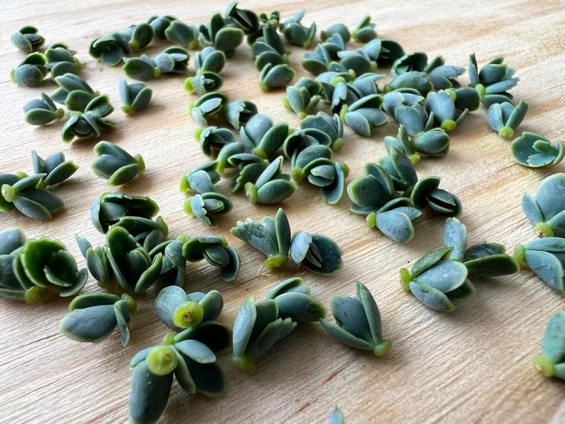 Mother of Thousands Kalanchoe Daigremontiana Starter Plantlet Babies LIVE Mother of Thousands/ Mother of Millions/ Mexican Hat 20