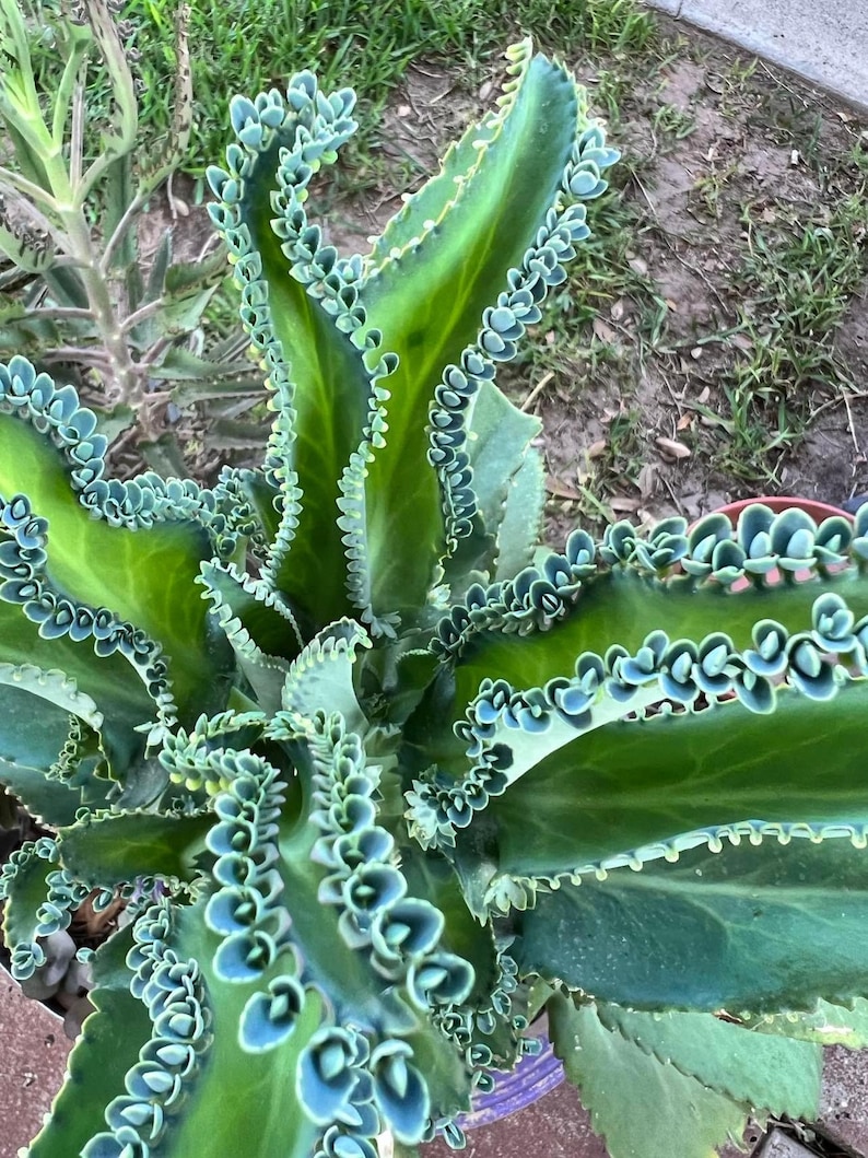 Mother of Thousands Kalanchoe Daigremontiana Starter Plantlet Babies LIVE Mother of Thousands/ Mother of Millions/ Mexican Hat image 1