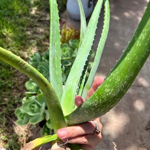 May include: A close-up of an aloe vera plant with thick, green leaves. The leaves have white spots and serrated edges. The plant is held by a person, showing the base of the plant with brown roots.