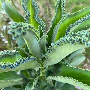 Mother of Thousands Kalanchoe Daigremontiana Starter Plantlet Babies LIVE Mother of Thousands/ Mother of Millions/ Mexican Hat image 2