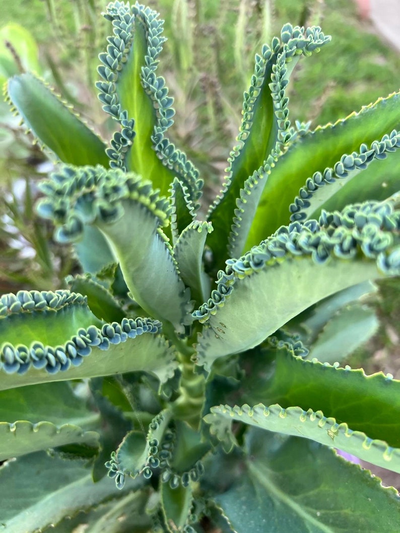 Mother of Thousands Kalanchoe Daigremontiana Starter Plantlet Babies LIVE Mother of Thousands/ Mother of Millions/ Mexican Hat image 2