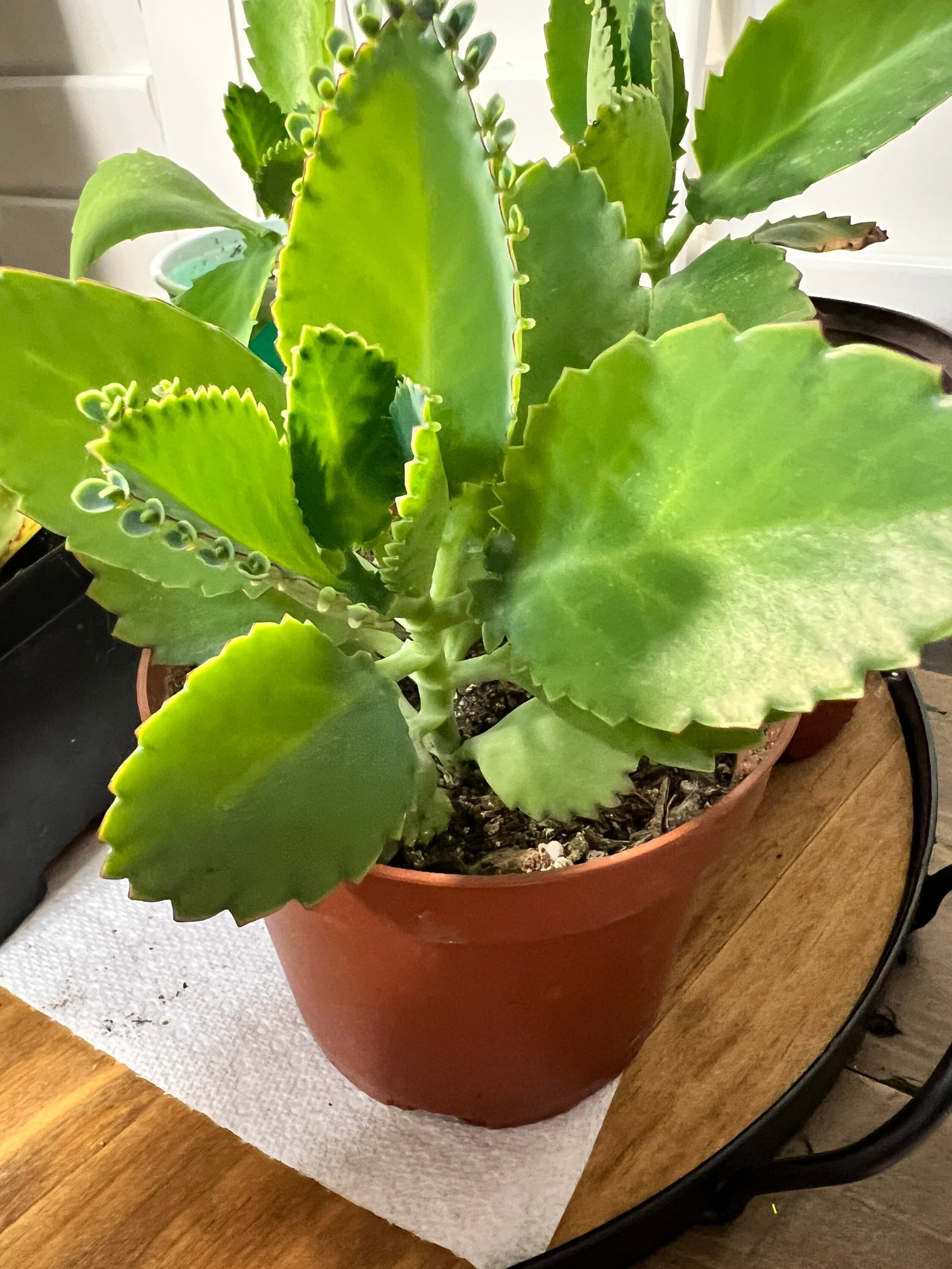 Mother Of Thousands Plant Kalanchoe Daigremontiana Bryophyllum Daigremontianum Plant Houseplant Live Plant - Mexican Hat