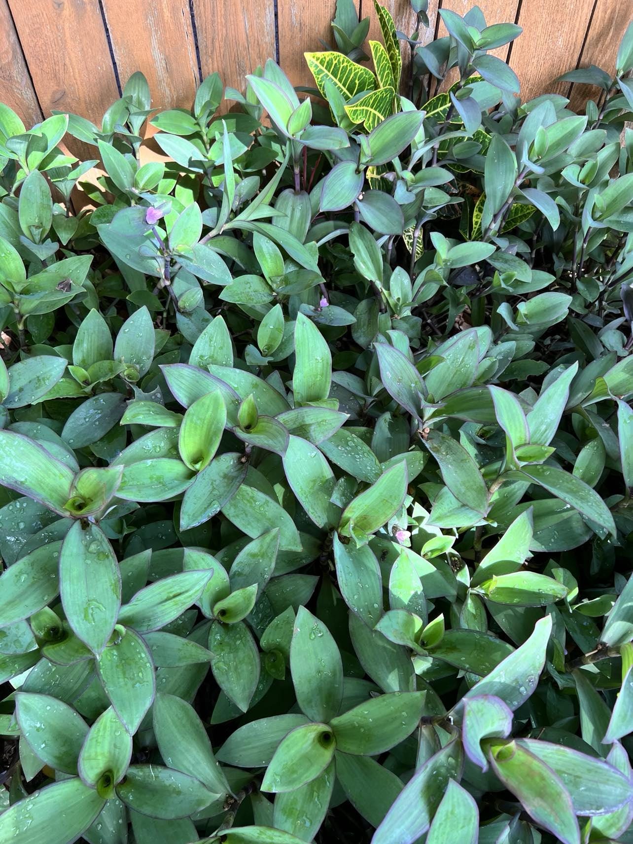 6PC Purple Heart/green Queen-setcreasea Tradescantia Brevifolia