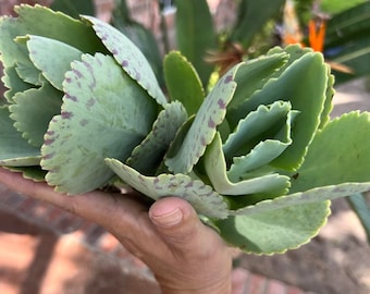 Kalanchoe Marmorata Live Plant - Kalanchoe Pinwiper Rooted Plant or Fresh Cuttings, Succulent Live Rooted Plant