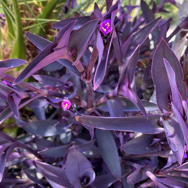 5PC Purple Heart Wandering Jew Cuttings Tradescantia Pallida Purpurea kids gift Cactus Succulents 5”- 7” long