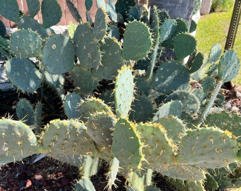 Prickly Pear Cactus Pad, Pricly Pear Flat Rounded Pads With Spines, Glochids, Opuntia Engelmannii Prickly Pear