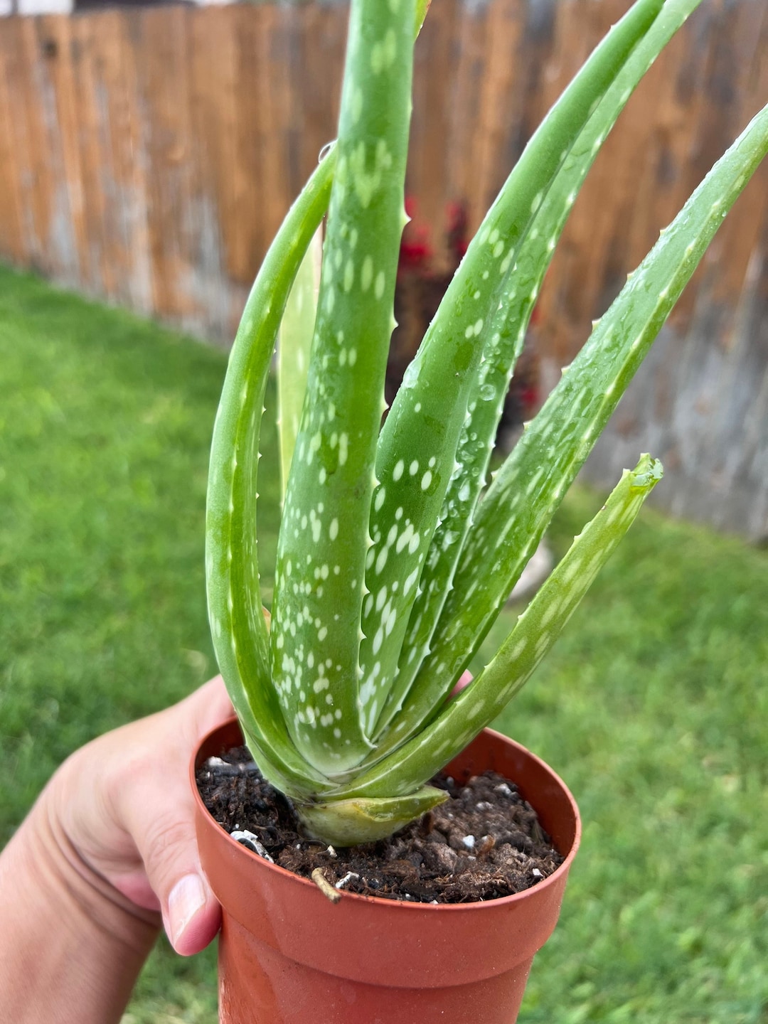 Where Can I Buy Aloe Vera Leaf Buy Aloe Vera Plant, Orange Flowering, Medical Uses, Edible, Medicinal