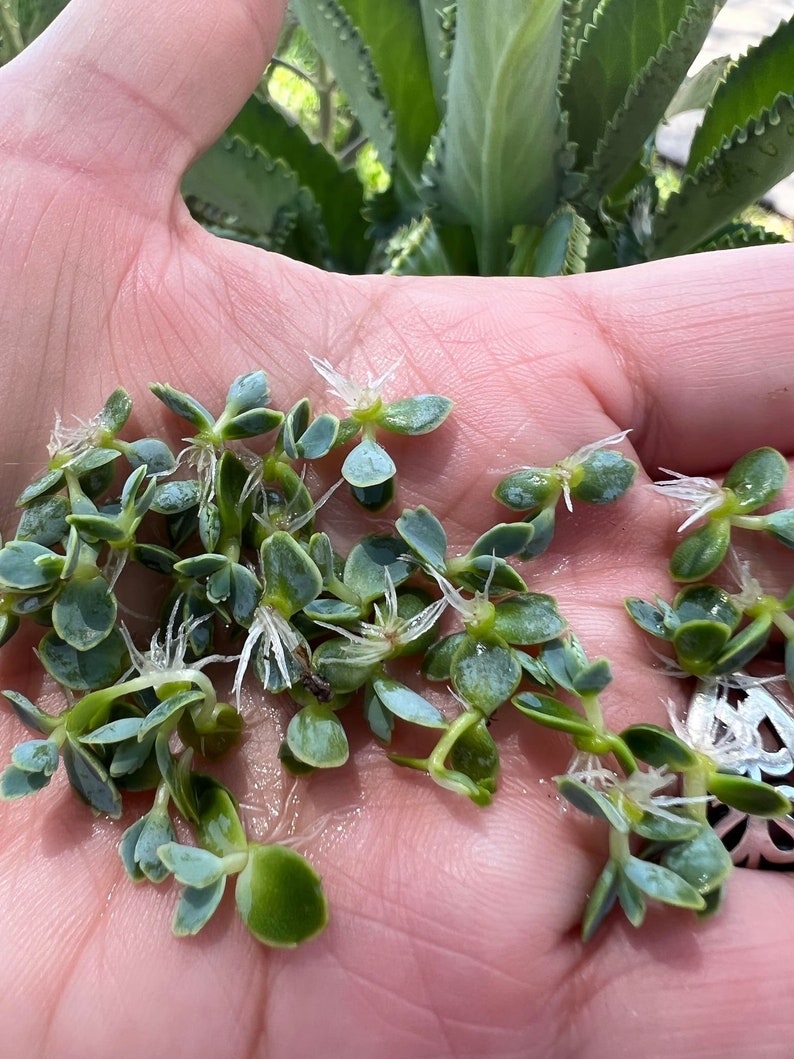 Mother of Thousands Kalanchoe Daigremontiana Starter Plantlet Babies LIVE Mother of Thousands/ Mother of Millions/ Mexican Hat 10