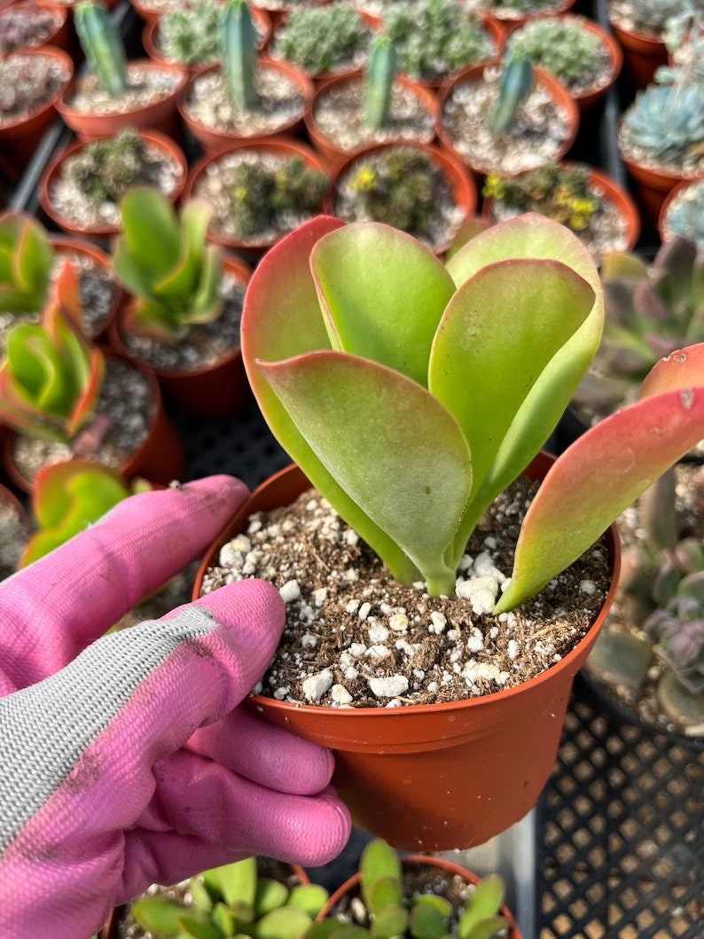Small Kalanchoe 'Dragonfire' A beautifully colored succulent. Kalanchoe Fuego de Dragon