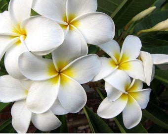 White Obstusa Frangipani Fresh Cutting Plumeria ~ (1)Live Plant White Frangipani Plumeria 12"-17"  - Fresh Plumeria Obtusa Cutting