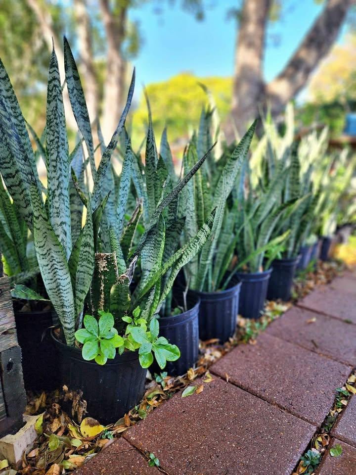 Sansevieria Snake Plant - Air-purifying Houseplant, Easy Care