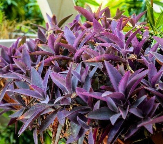 6PC Purple Queen, Purple Heart Wandering Jew Cuttings Tradescantia