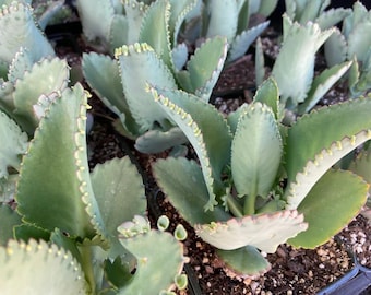 Mother Of Thousands Plant Kalanchoe Daigremontiana Bryophyllum Daigremontianum Plant Houseplant Live Plant - Mexican Hat