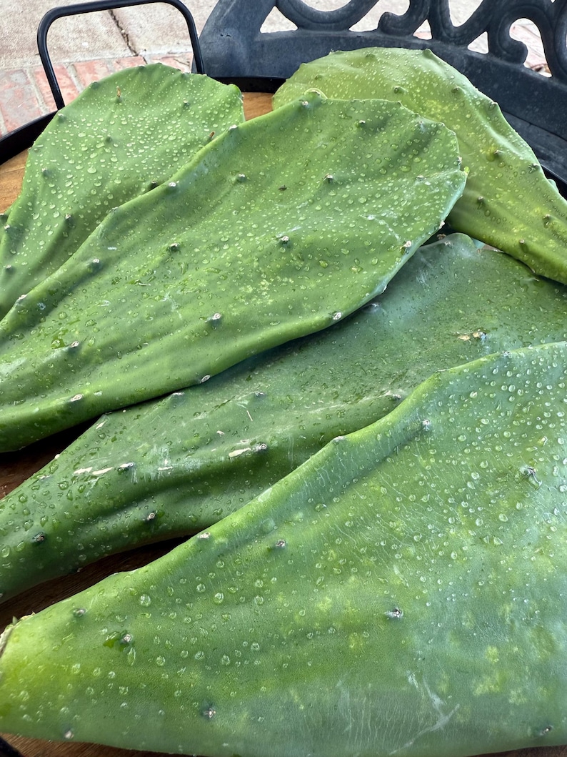 Fresh Opuntia Pads with tiny spines on the surface