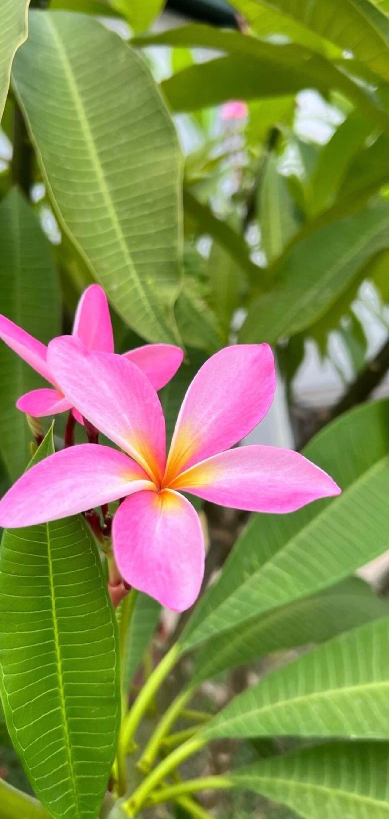 Pink Live Plumeria Cuttings ~ Live Plant Plumeria Cutting Pink 12