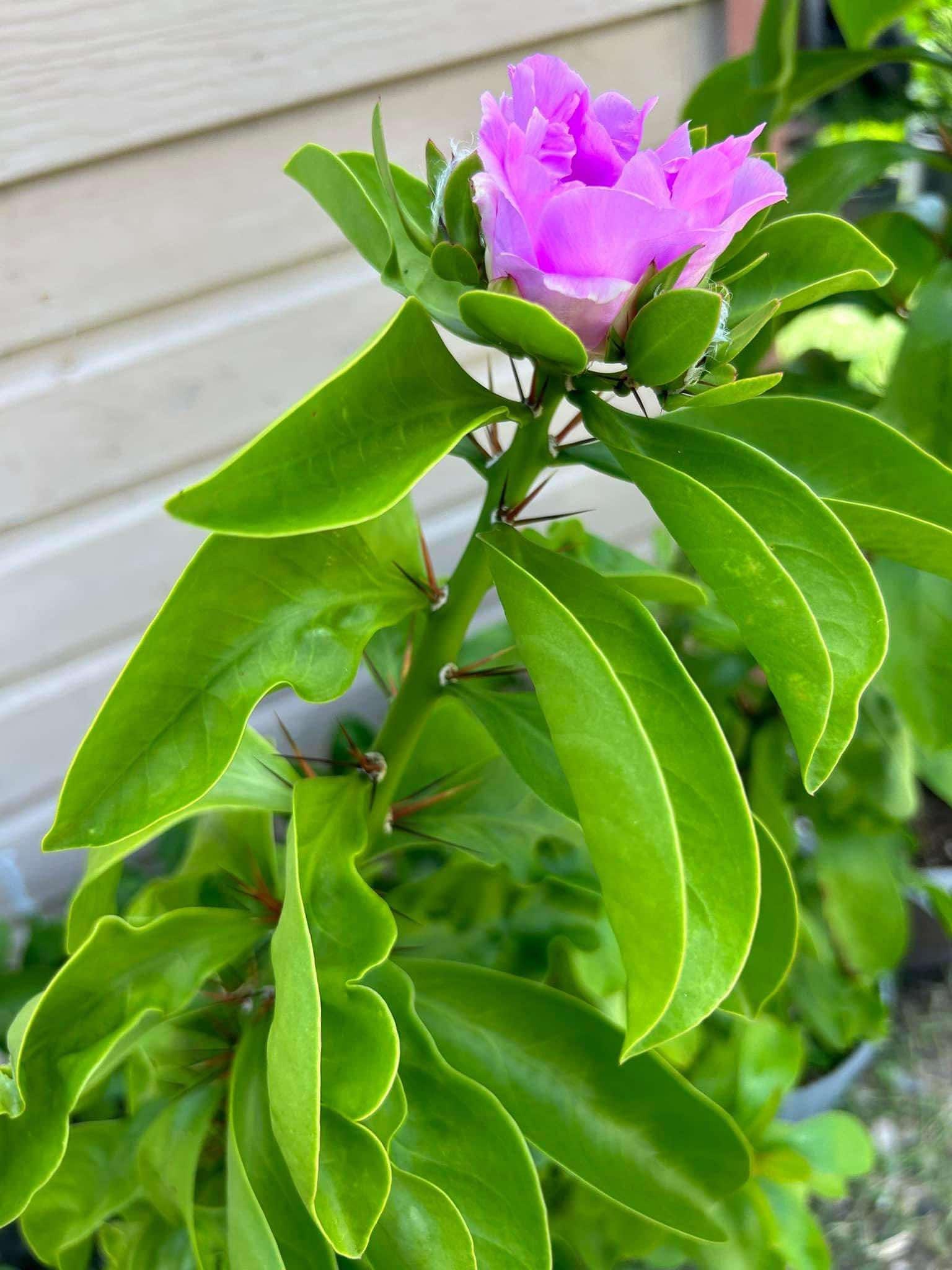 2PC Rose Cactus Cutting~ Live Pereskia Grandiflora ~ Nopal Rosa ~ Pink  Cactus Rose, Pereskia Grandifolia cutting 7 - 9 tall...