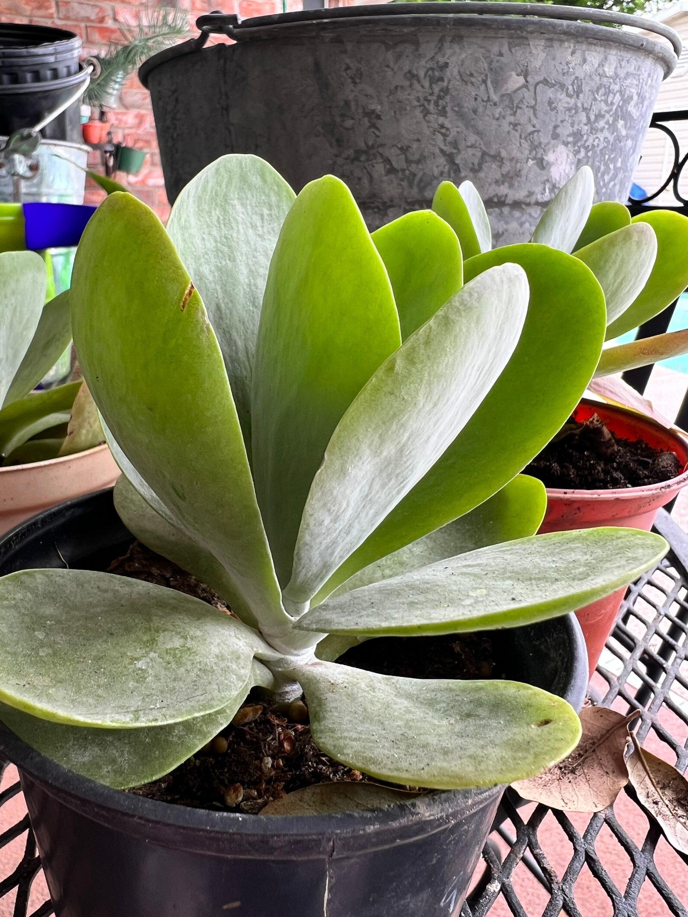 Kalanchoe Flapjacks, Kalanchoe Thyrsiflora | Flapjacks Succulent