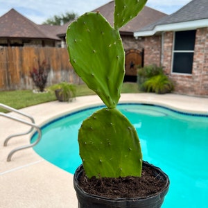 Nopales (Opuntia spp.) Prickly pear cactus (a tender cactus)fully rooted (Spineless Edible Nopales/Cactus) grown in 1 gallon pot, or cutting